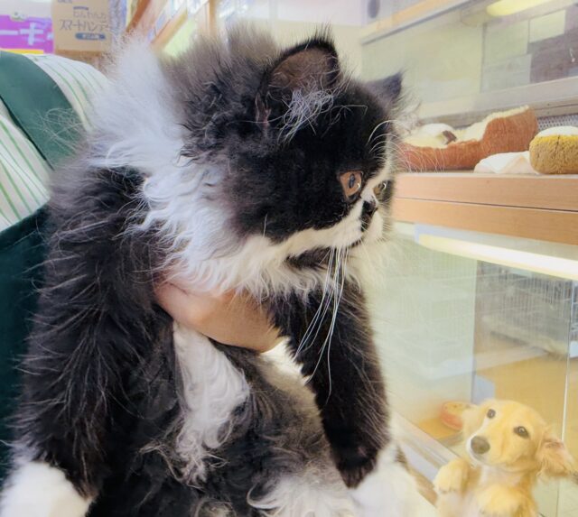 フォールデックス