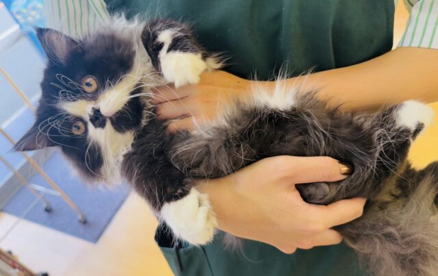 フォールデックス