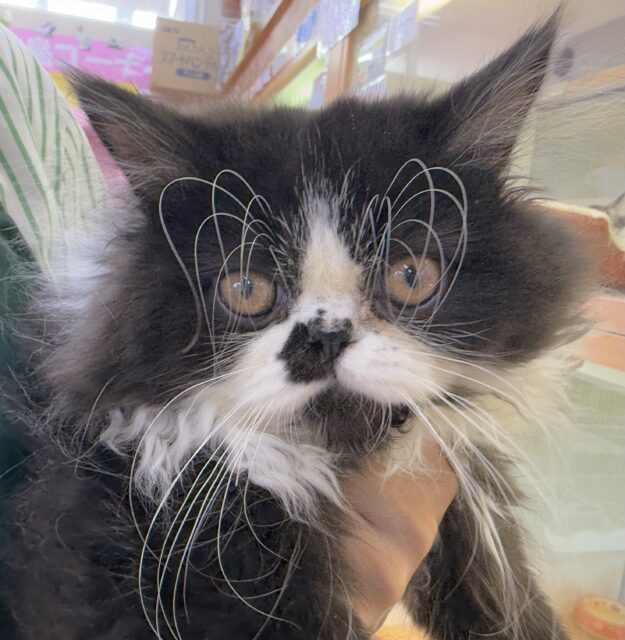 フォールデックス