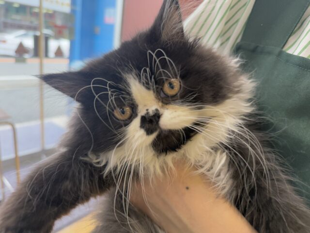 フォールデックス