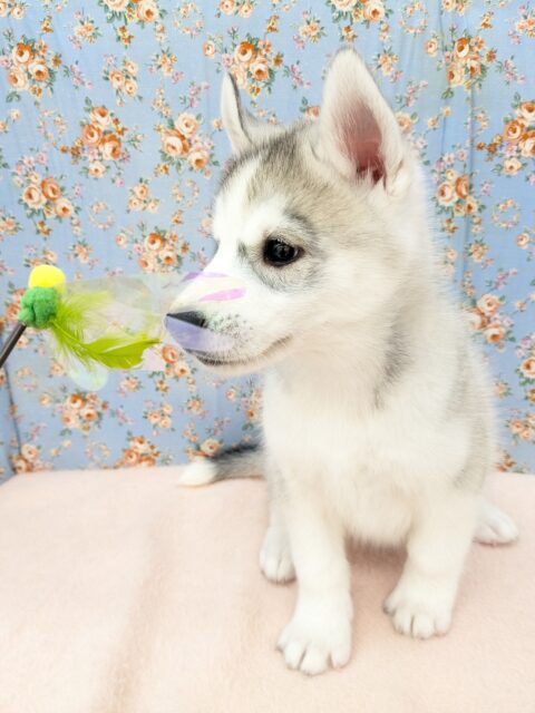 シベリアンハスキー