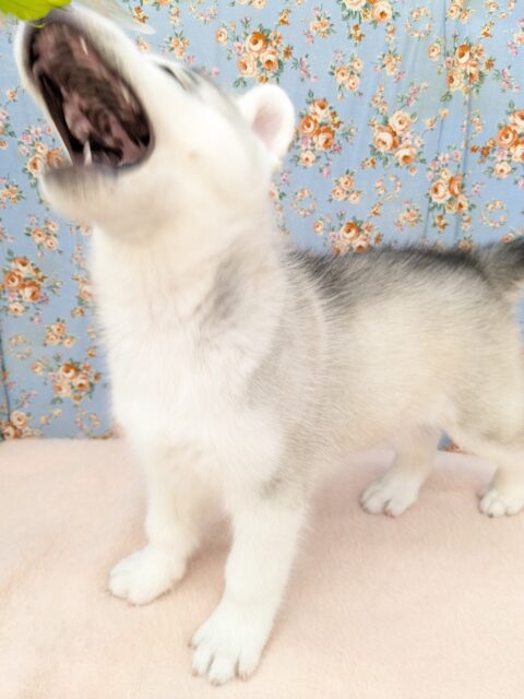 シベリアンハスキー