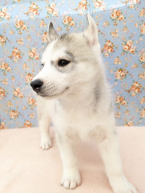 シベリアンハスキー