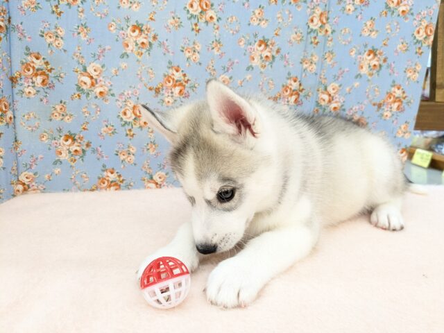 シベリアンハスキー