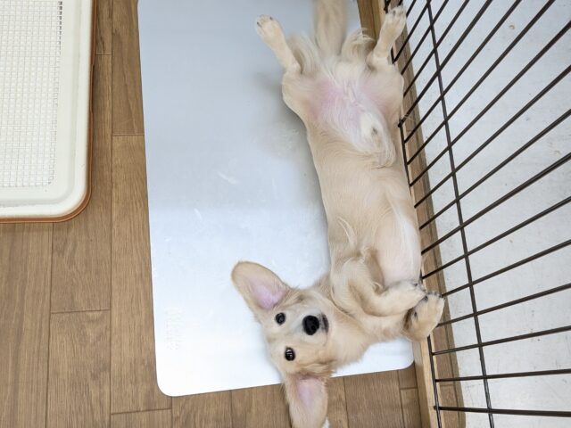 ミニチュアダックス