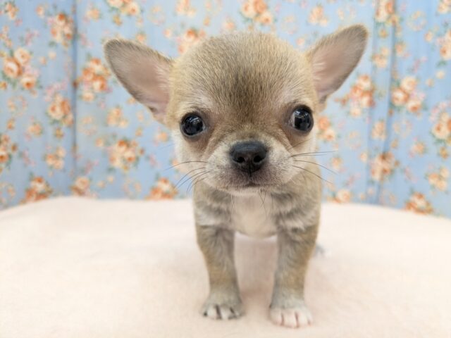 カワウソじゃないよ？笑　スムースコートチワワの男のコ　2025/9/12撮影