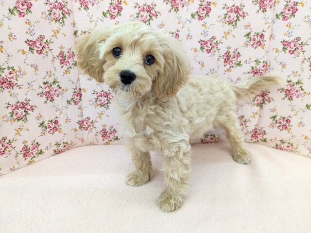 最新画像更新！！かまって欲しくてたまらない…💗　ハーフ犬（マルチーズ×トイプードル）の女のコ💗　2025/9/13撮影