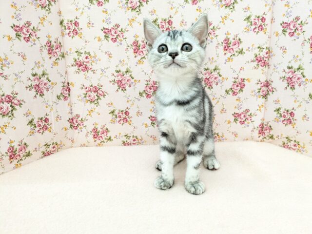 アメリカンショートヘア