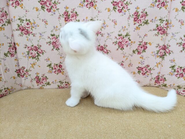 スコティッシュフォールド