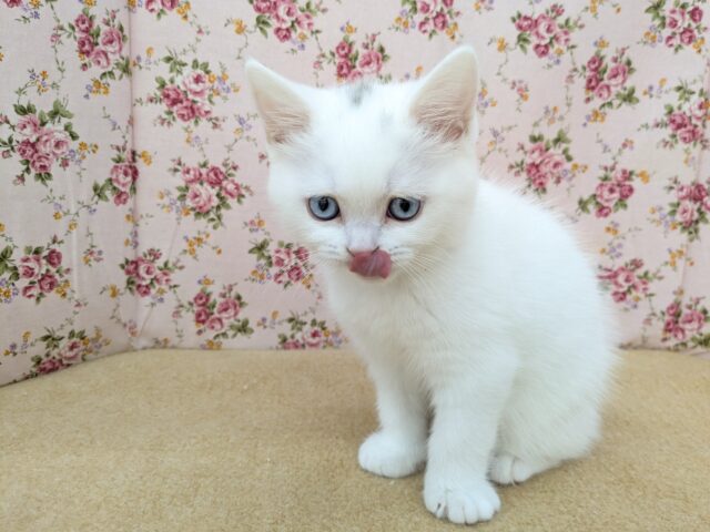 スコティッシュフォールド