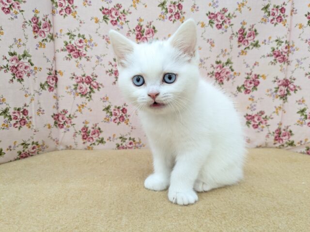 スコティッシュフォールド