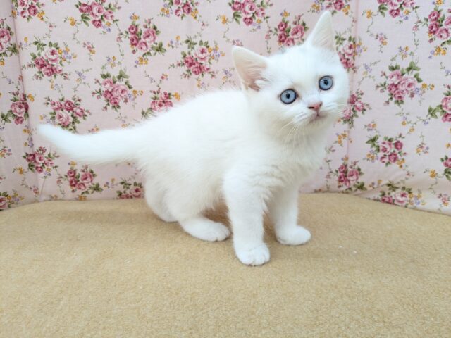 スコティッシュフォールド