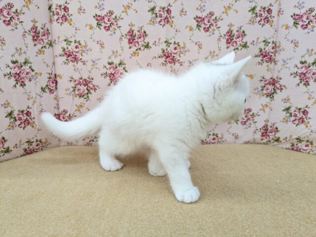 スコティッシュフォールド