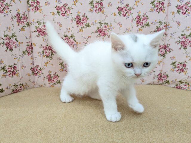 スコティッシュフォールド