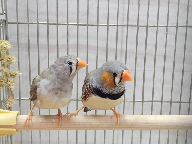 錦花鳥（キンカチョウ）