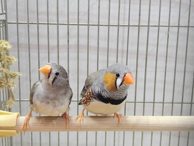 錦花鳥（キンカチョウ）