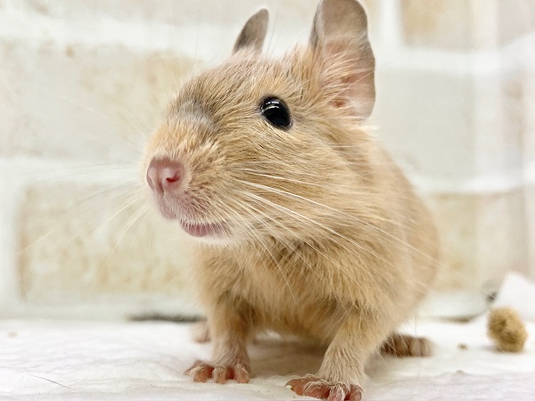 デグー（サンド）　女の子　カキカキとごはんが大好き♪元気いっぱいです！