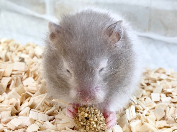 ゴールデンハムスター