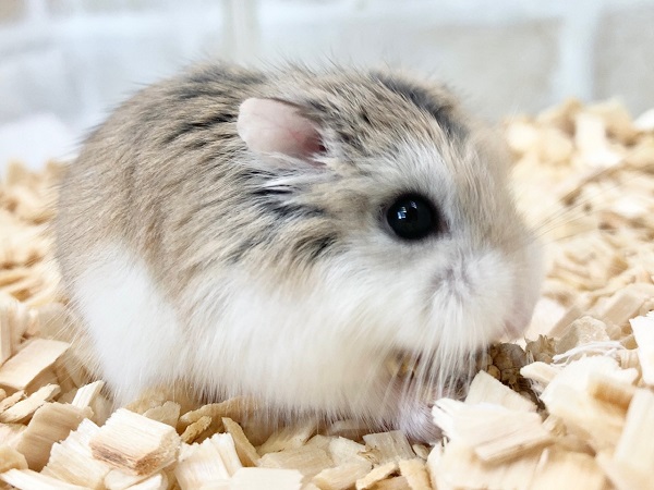 ロボロフスキーハムスター