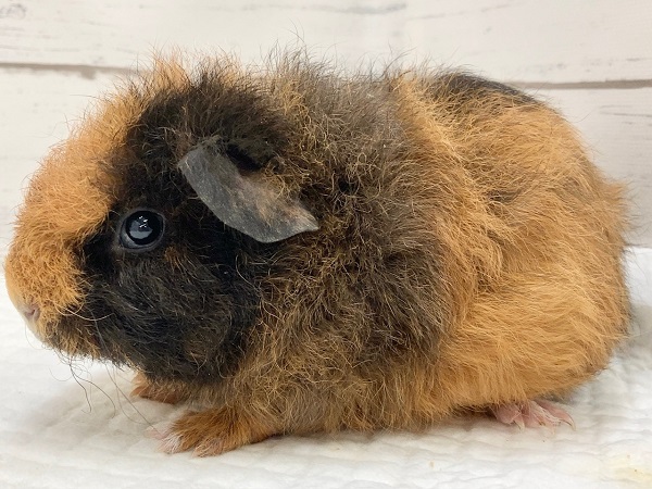 テディモルモット