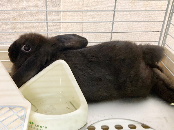 ホーランドロップ