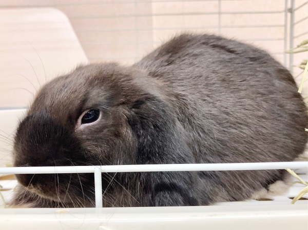 ホーランドロップ