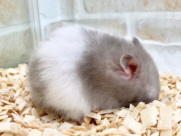 ゴールデンハムスター