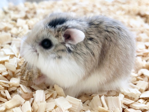 ロボロフスキーハムスター