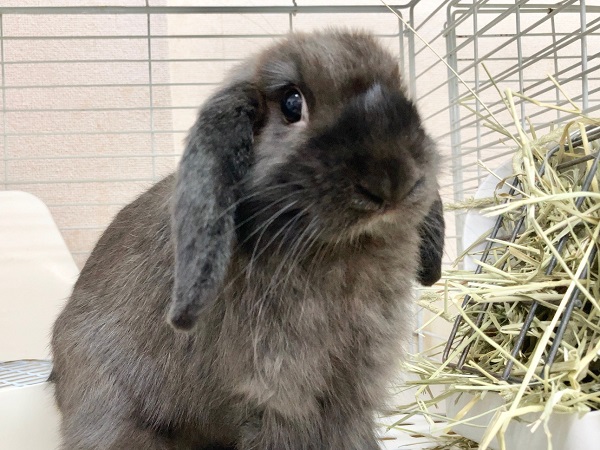 最新画像！ホーランドロップ（ブラック）　ごはんもりもり食べるよ！