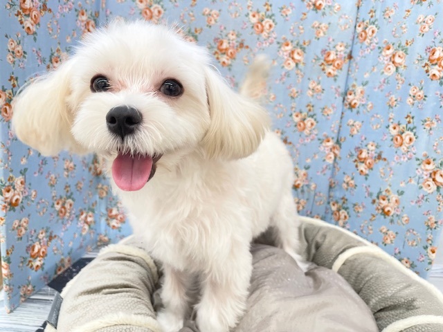 いっぱい遊んで欲しいのだ!!　ハーフ犬（マルチーズ×トイプードル）の男のコ　2025.9/6撮影