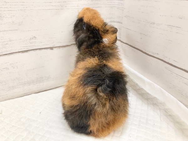 テディモルモット