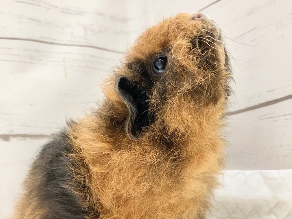 テディモルモット