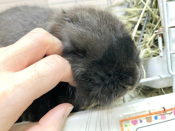 ホーランドロップ