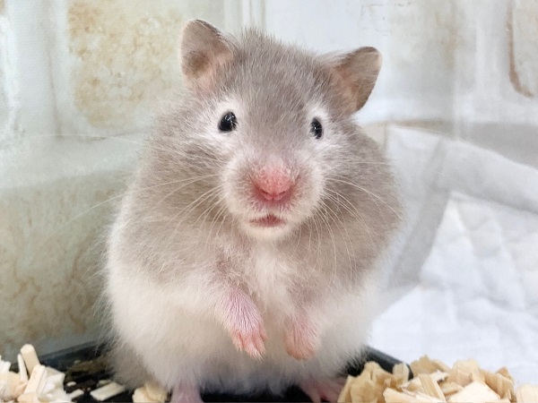 セーブルハムスター（バンデット）　あわ～い毛色のほわほわちゃんです！