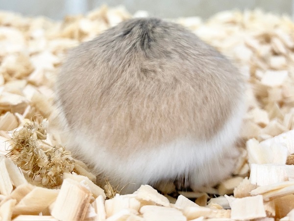 ロボロフスキーハムスター