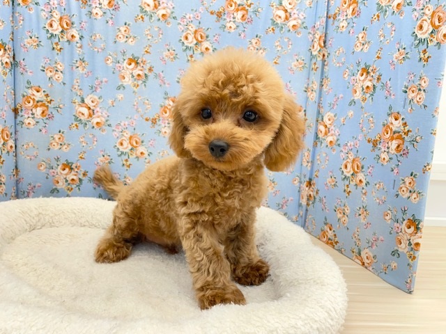 激カワすぎて…　トイプードルの男のコ　2025.9/27撮影