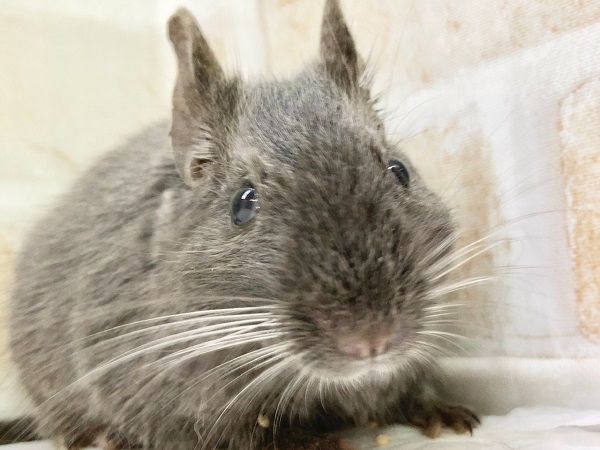 デグー（ディープブルー）　女の子　レアカラーなデグーさんが来ました！