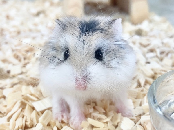 ロボロフスキーハムスター（ノーマル）　女の子　ちっちゃなボディの人気者！