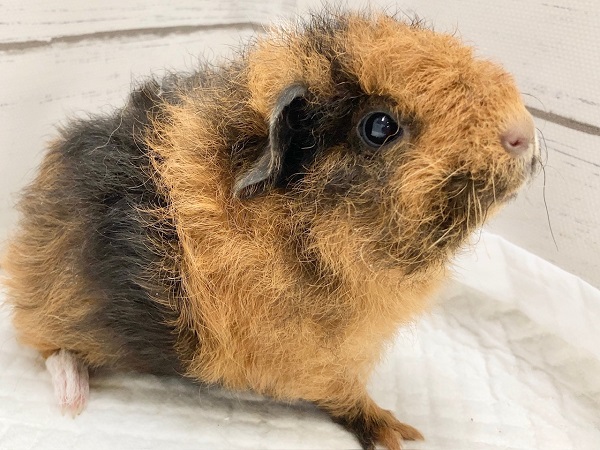 テディモルモット