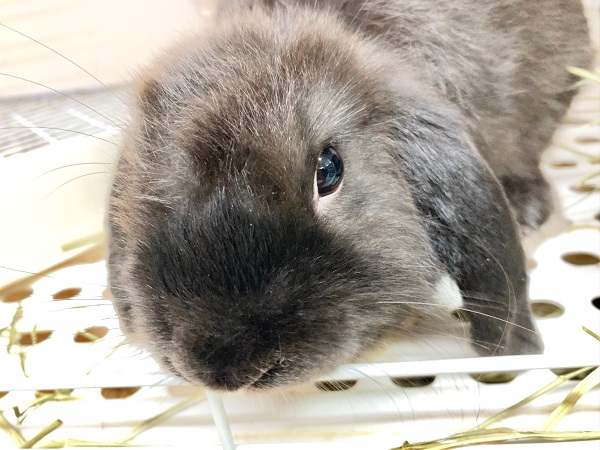 ホーランドロップ