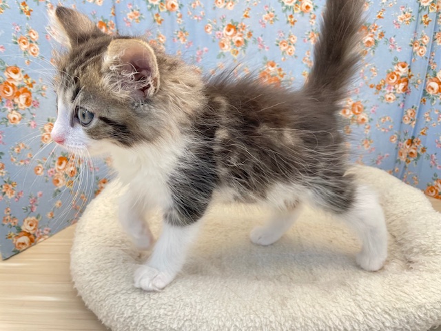 ノルウェージャンフォレストキャット