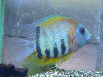 手乗りオカメインコ　WFシナモン　ヒナ