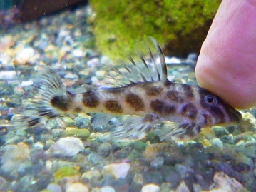 手乗りジュウシマツ（十姉妹）　ヒナ餌卒業済み