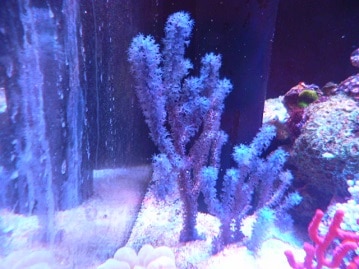 パスバレーフェレット　シナモンの女の子