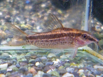 フクロモモンガ　モザイクの女の子