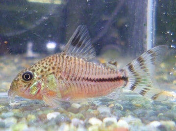 手乗りオカメインコ　ルチノー（白オカメ）　ヒナ