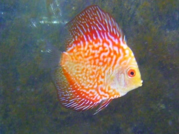 パスバレーフェレットの男の子　バタースコッチ