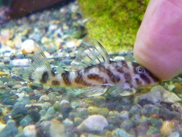 チンチラ　パイドの女の子！