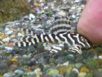 手乗りブンチョウ　シナモン文鳥のヒナ