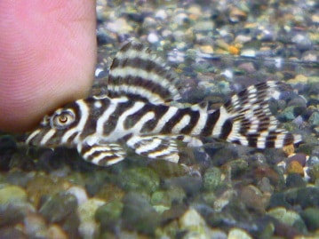 ライオンラビット　ブルーの男の子